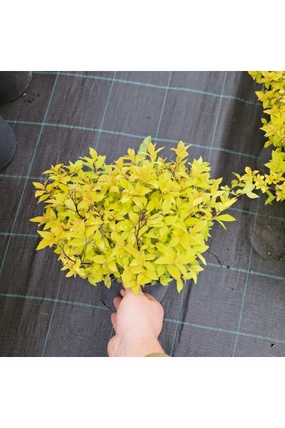 Спірея японська Голдмаунд - 3л/вис.20-30см/Ø20-30см